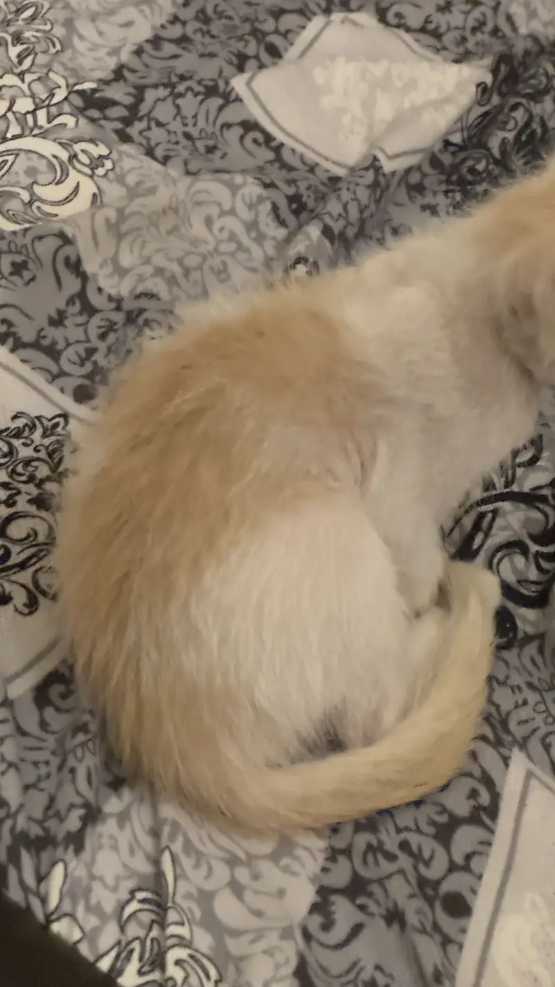 3 Month Old Kitten — photo 2