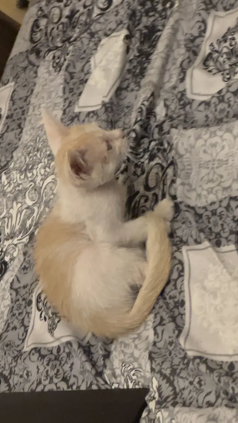 3 Month Old Kitten — photo 3