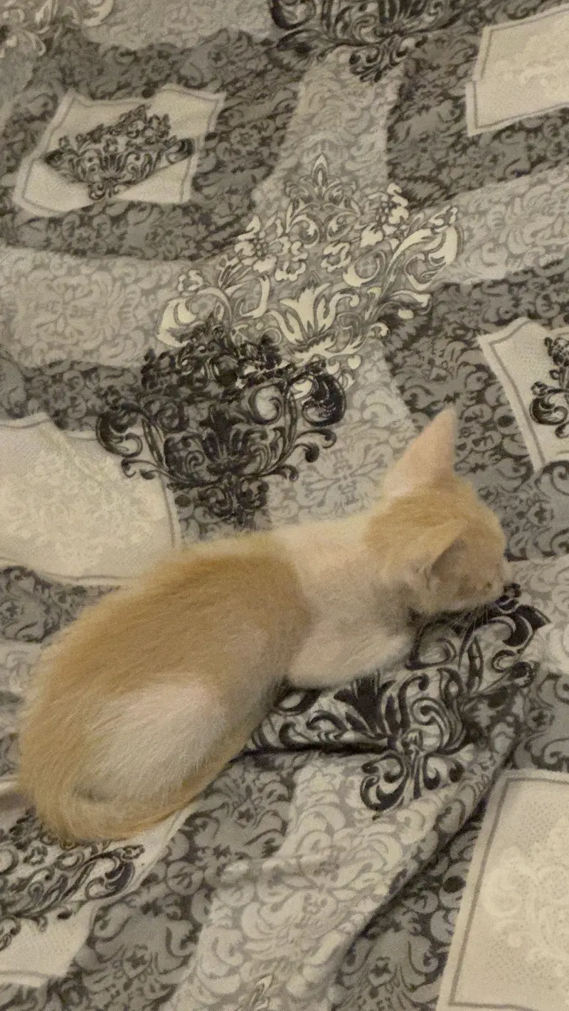 3 Month Old Kitten — photo 4