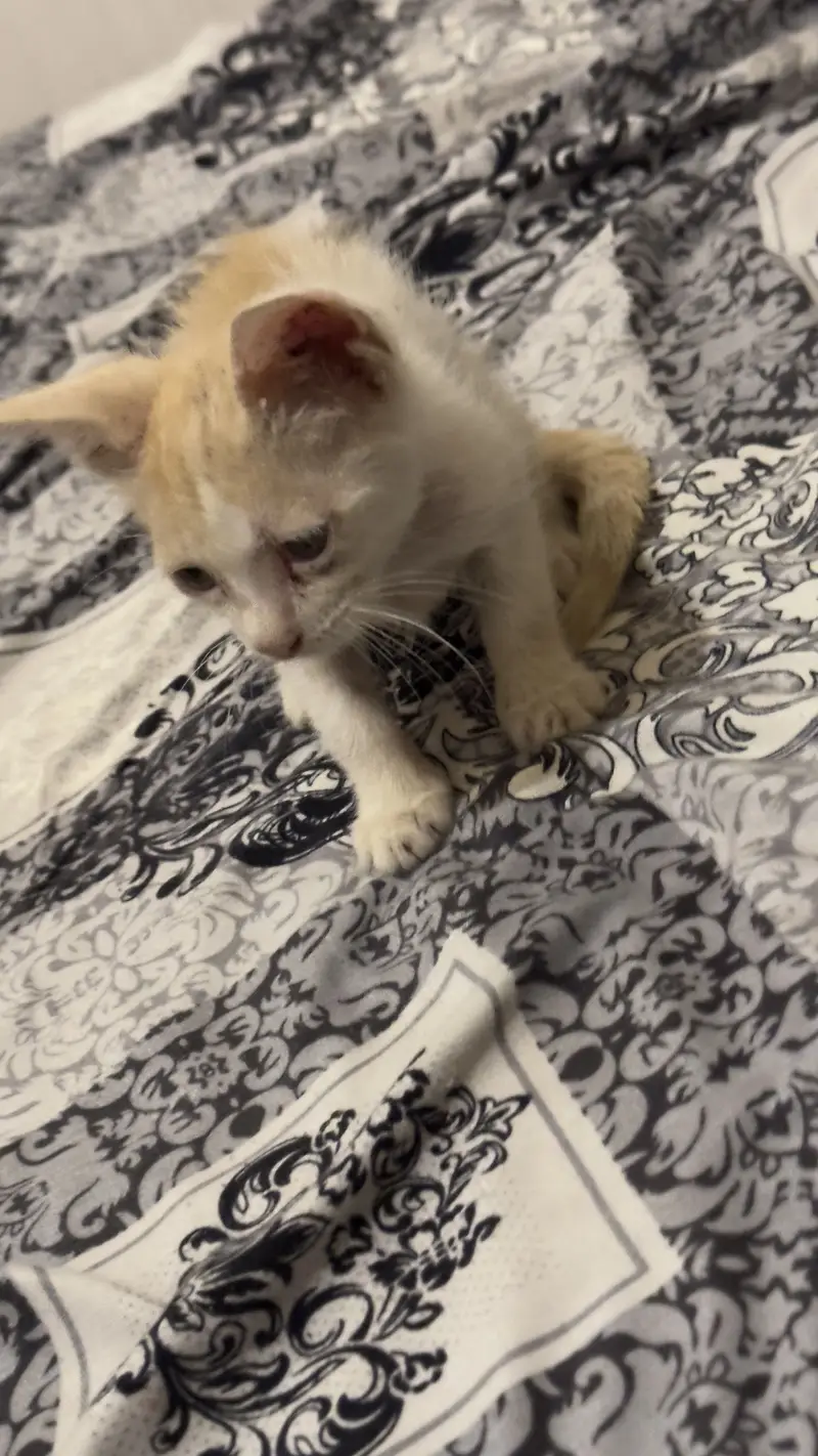 3 Month Old Kitten — photo 5