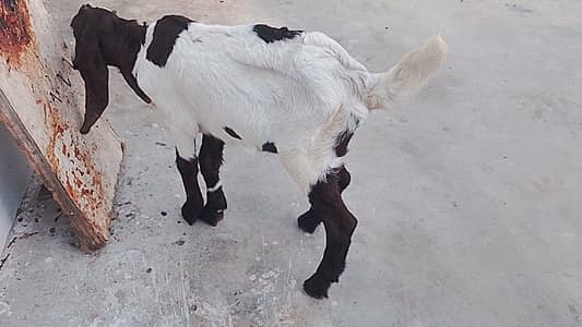 pair aik Bakra aik bakri