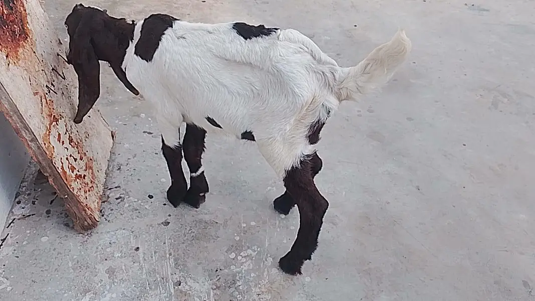 pair aik Bakra aik bakri