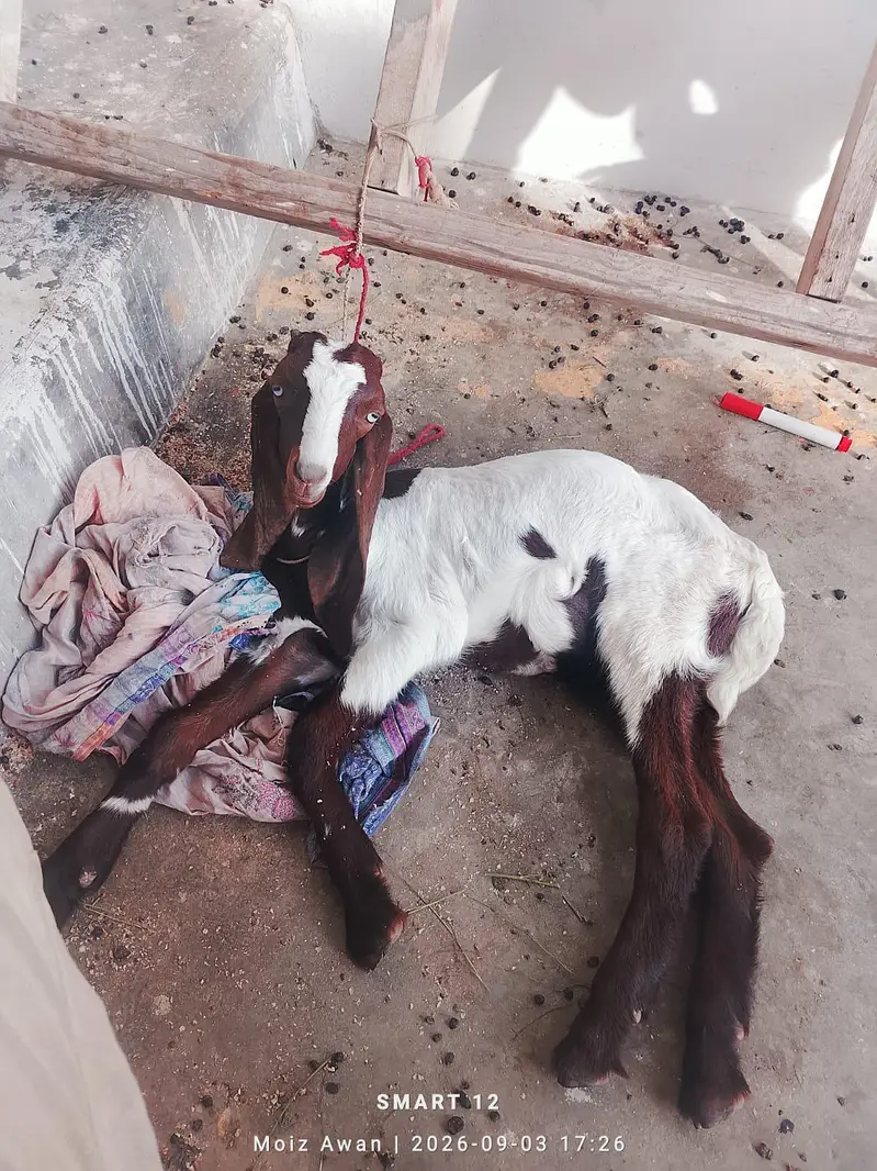 pair aik Bakra aik bakri — photo 2