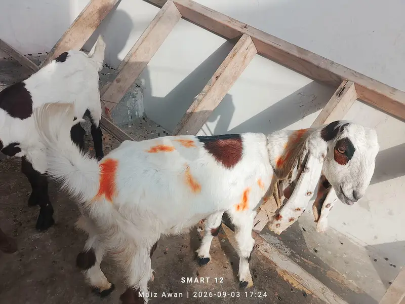 pair aik Bakra aik bakri — photo 3