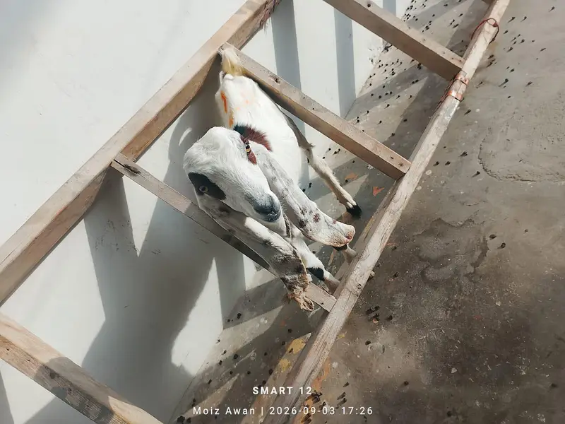 pair aik Bakra aik bakri — photo 4