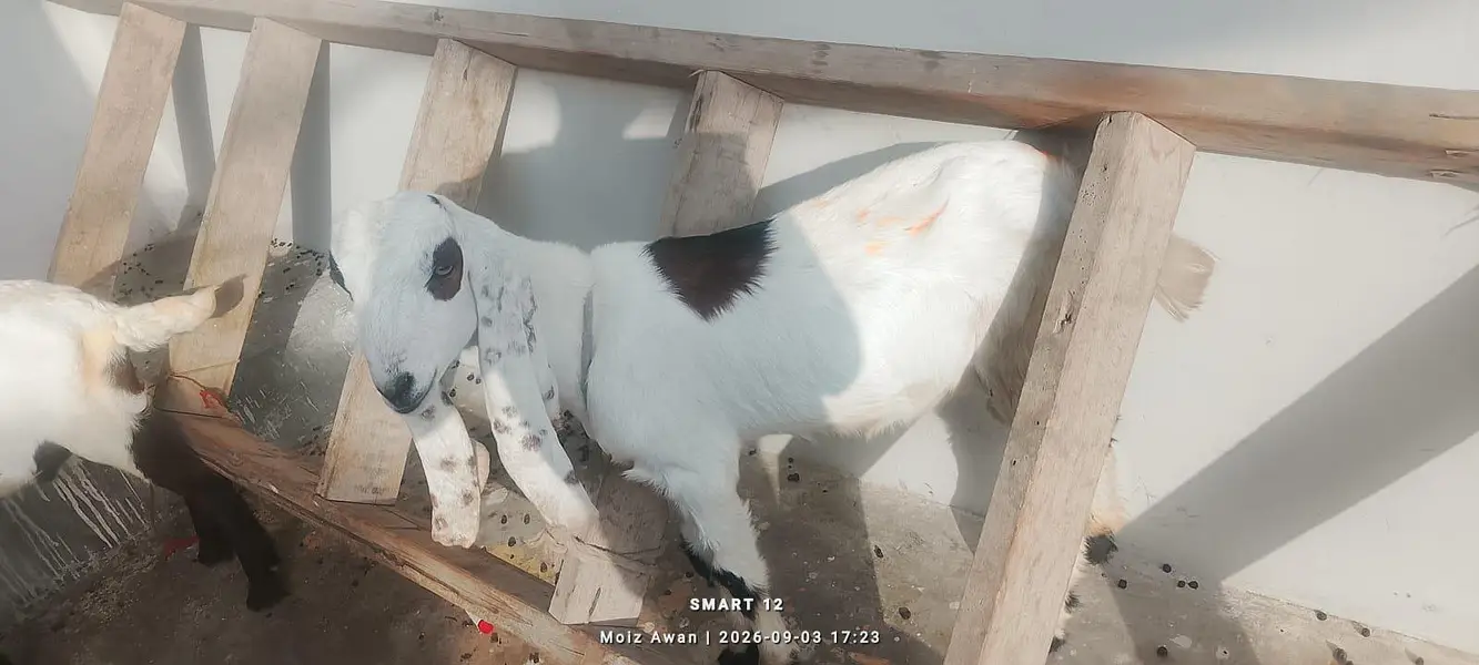 pair aik Bakra aik bakri — photo 5