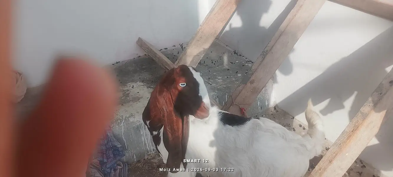 pair aik Bakra aik bakri — photo 6