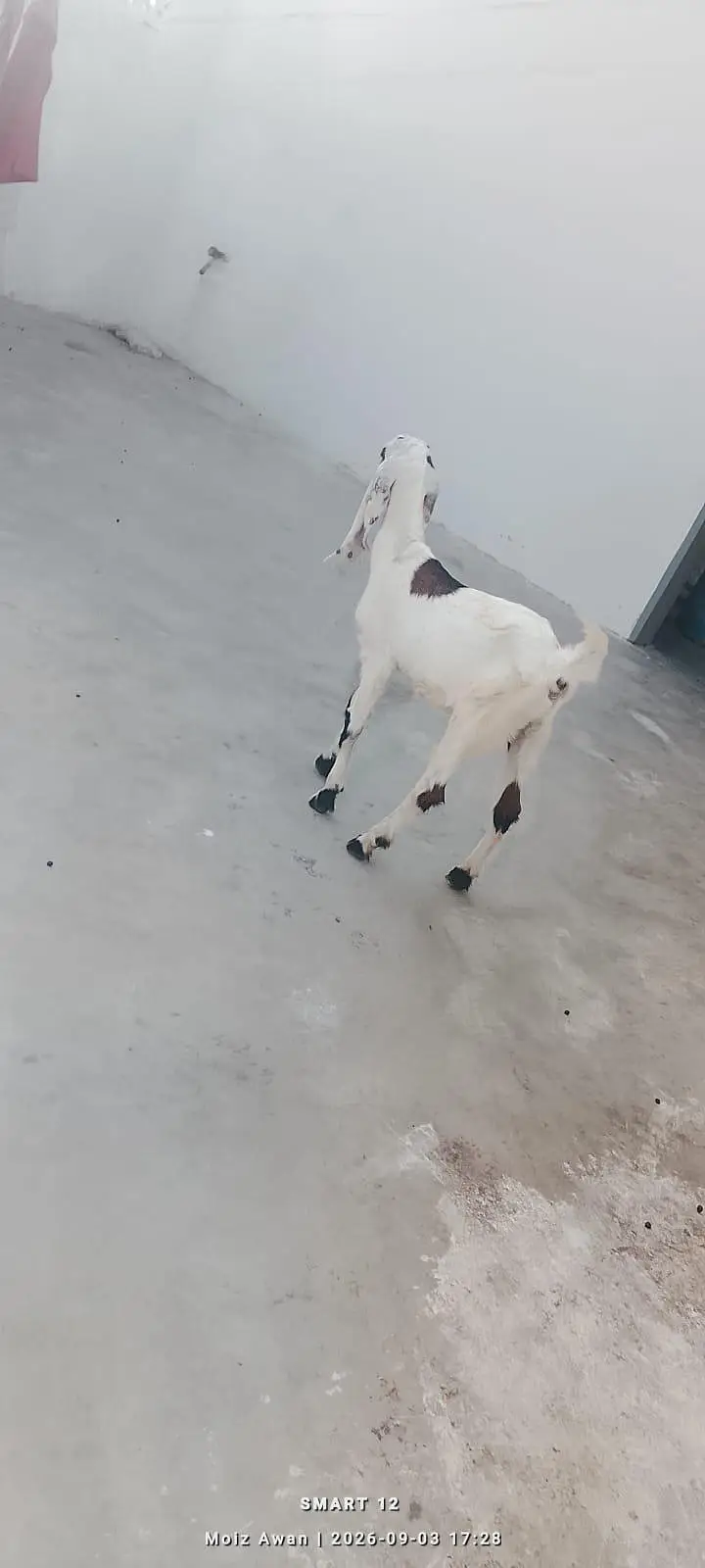 pair aik Bakra aik bakri — photo 7