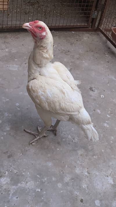 High Quality Heera Band Gaddi mada