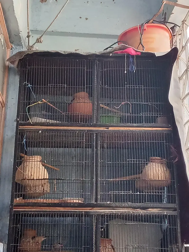 Birds cages for sale — photo 2