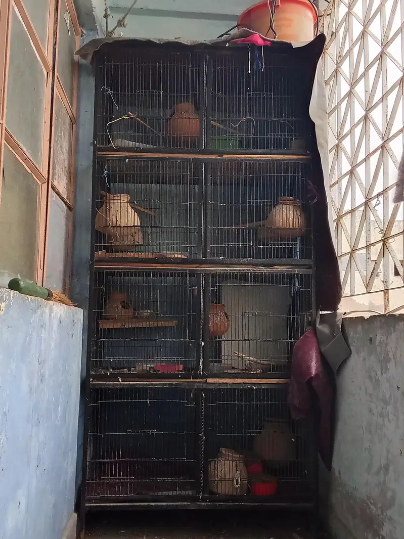 Birds cages for sale — photo 3