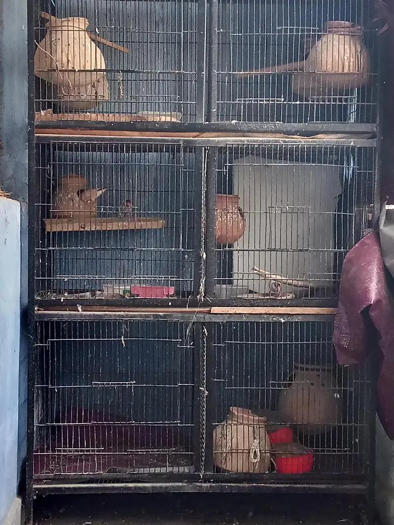 Birds cages for sale — photo 4