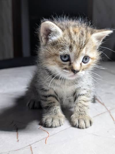 kitten for sale