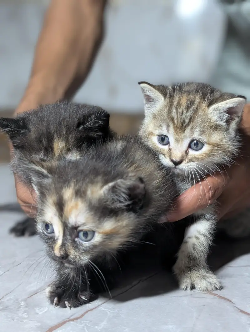 kitten for sale — photo 2