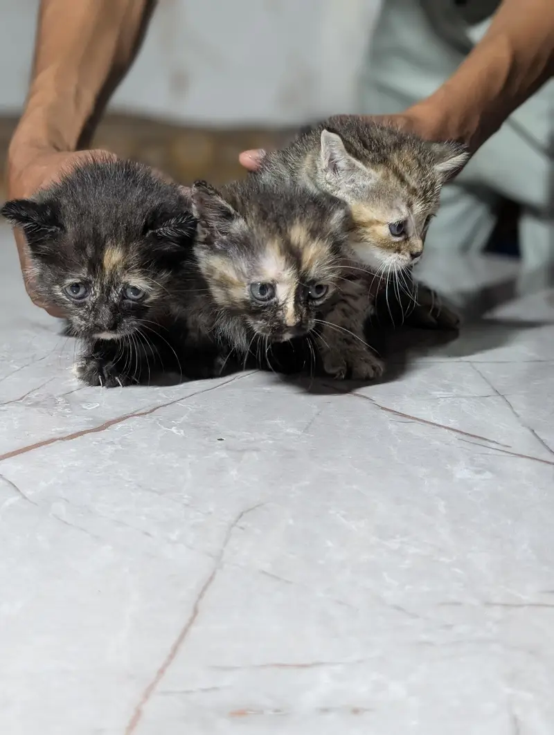 kitten for sale — photo 3