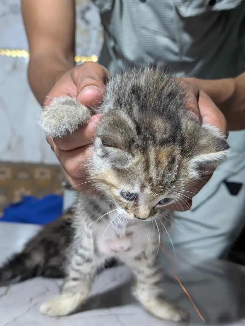 kitten for sale — photo 4