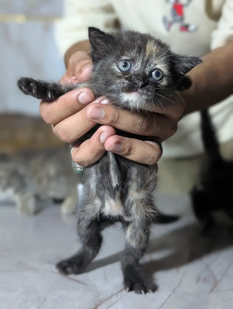 kitten for sale — photo 5