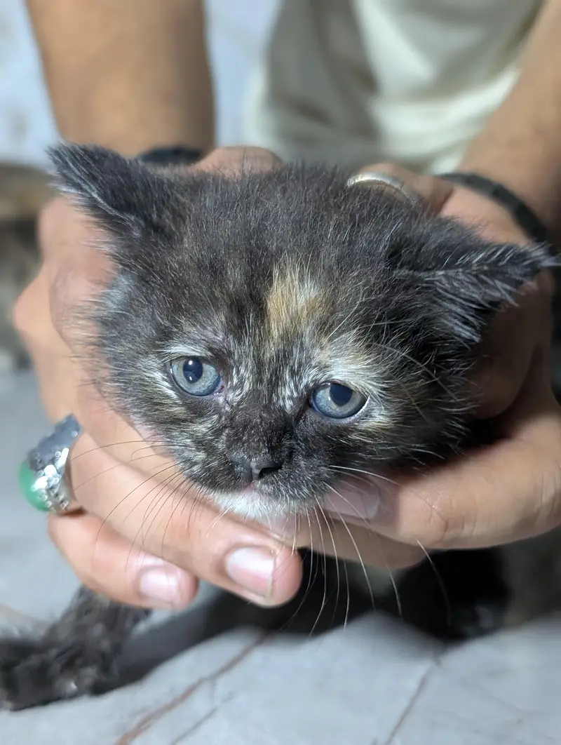 kitten for sale — photo 6