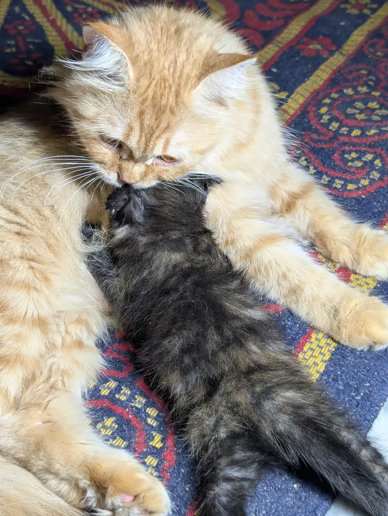 kitten for sale — photo 7