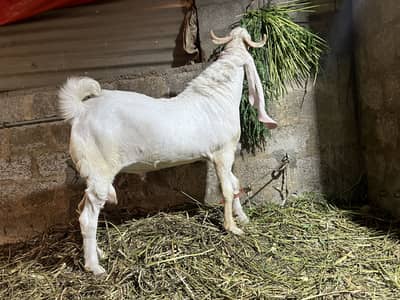 Bakra for sale