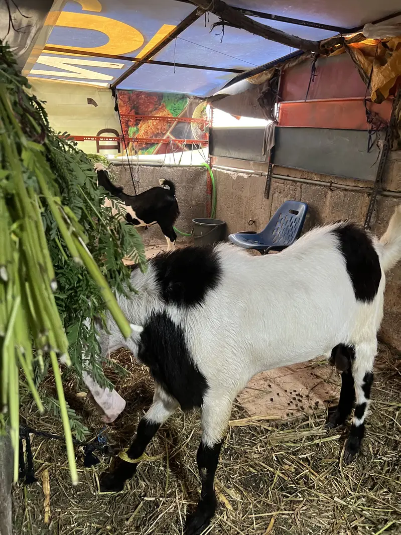 Bakra for sale — photo 2