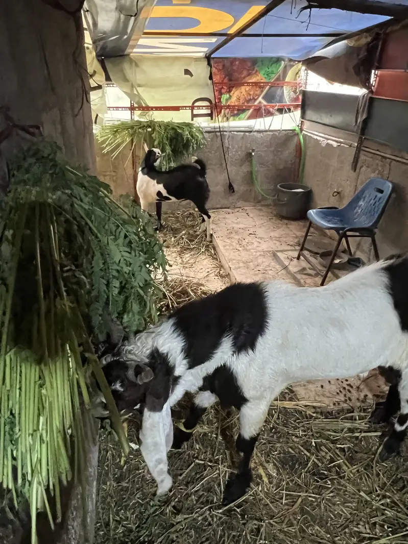 Bakra for sale — photo 3