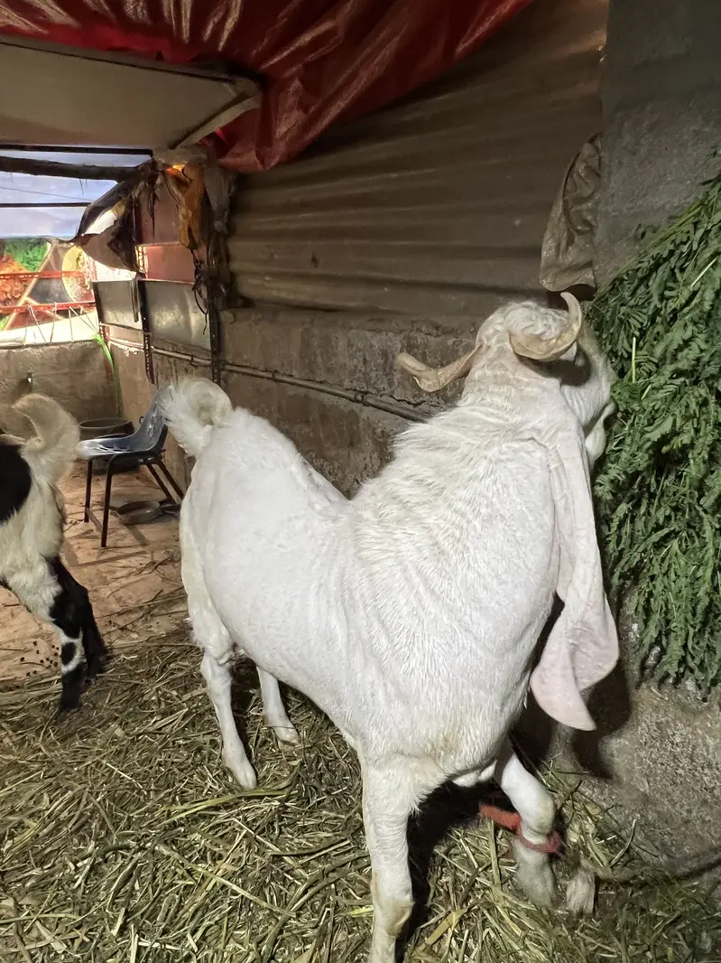 Bakra for sale — photo 4