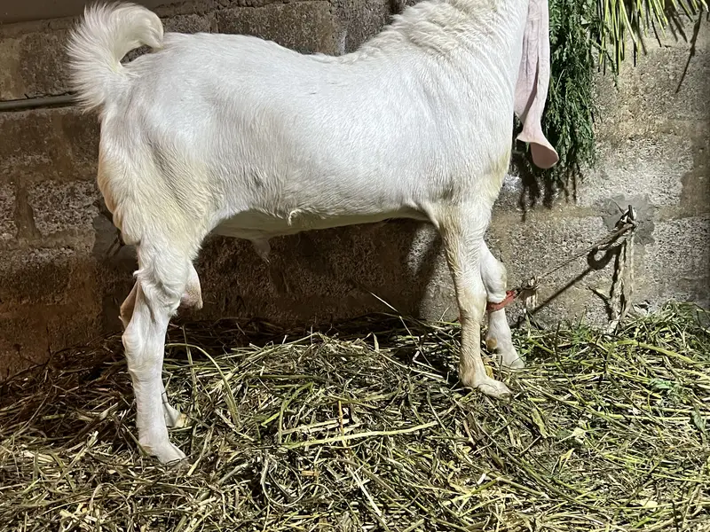 Bakra for sale — photo 5