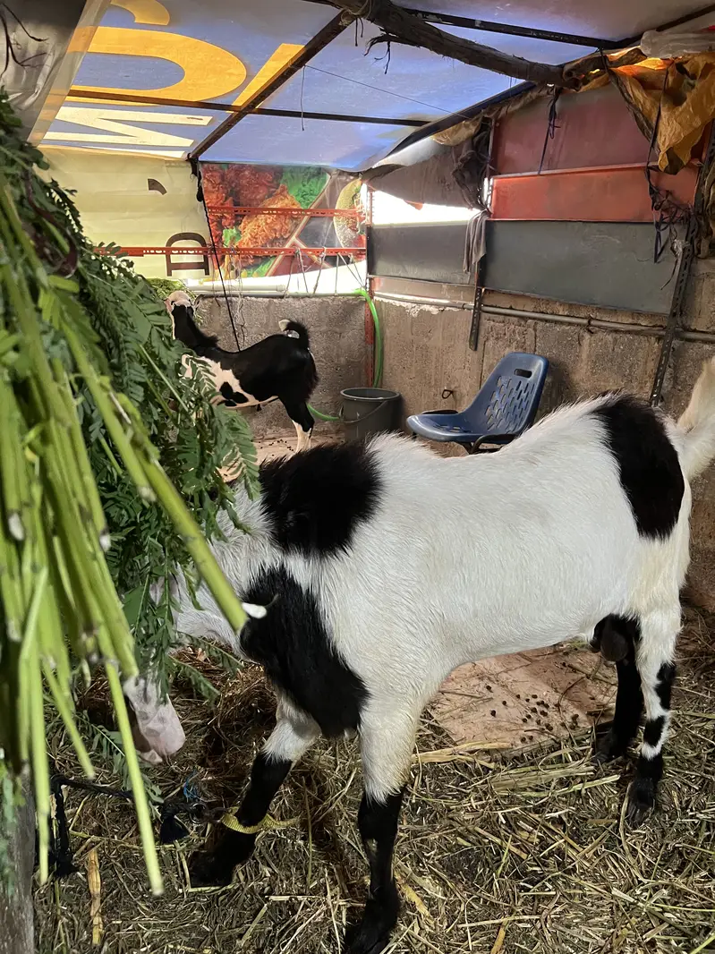 Bakra for sale — photo 6