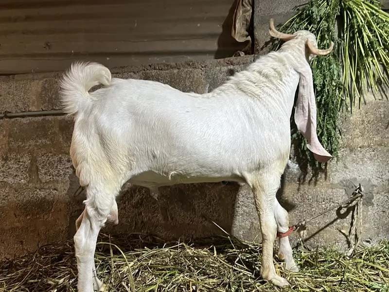 Bakra for sale — photo 7