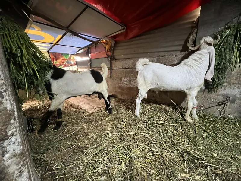 Bakra for sale — photo 8