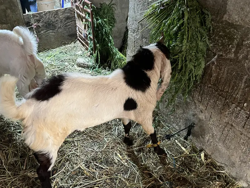 Bakra for sale — photo 9