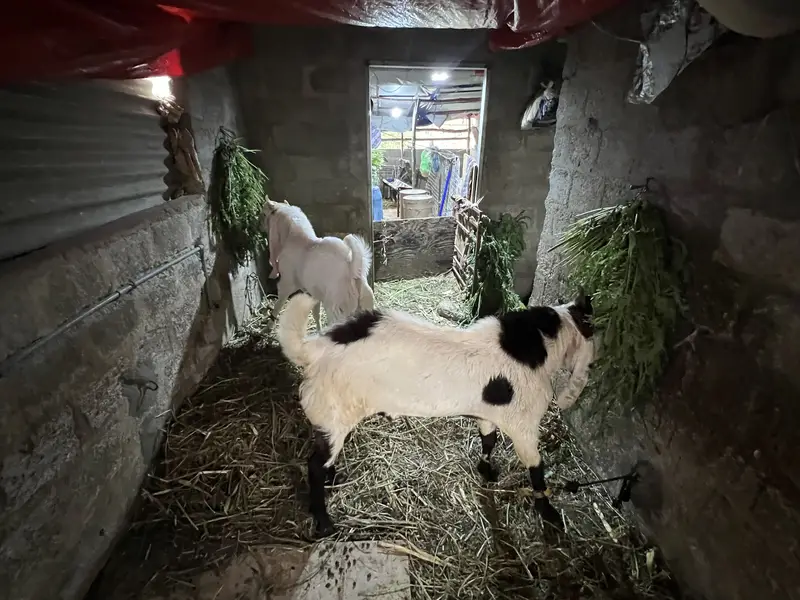 Bakra for sale — photo 10