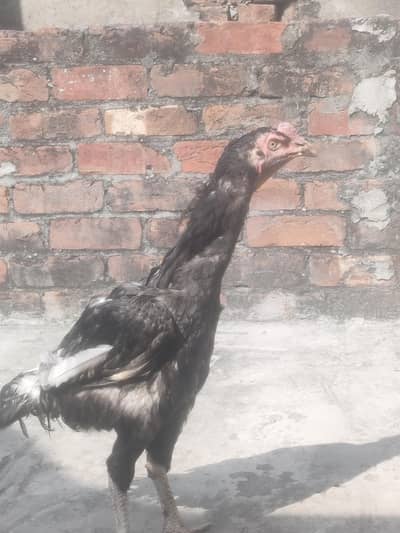 Pakistani aseel morga for sale