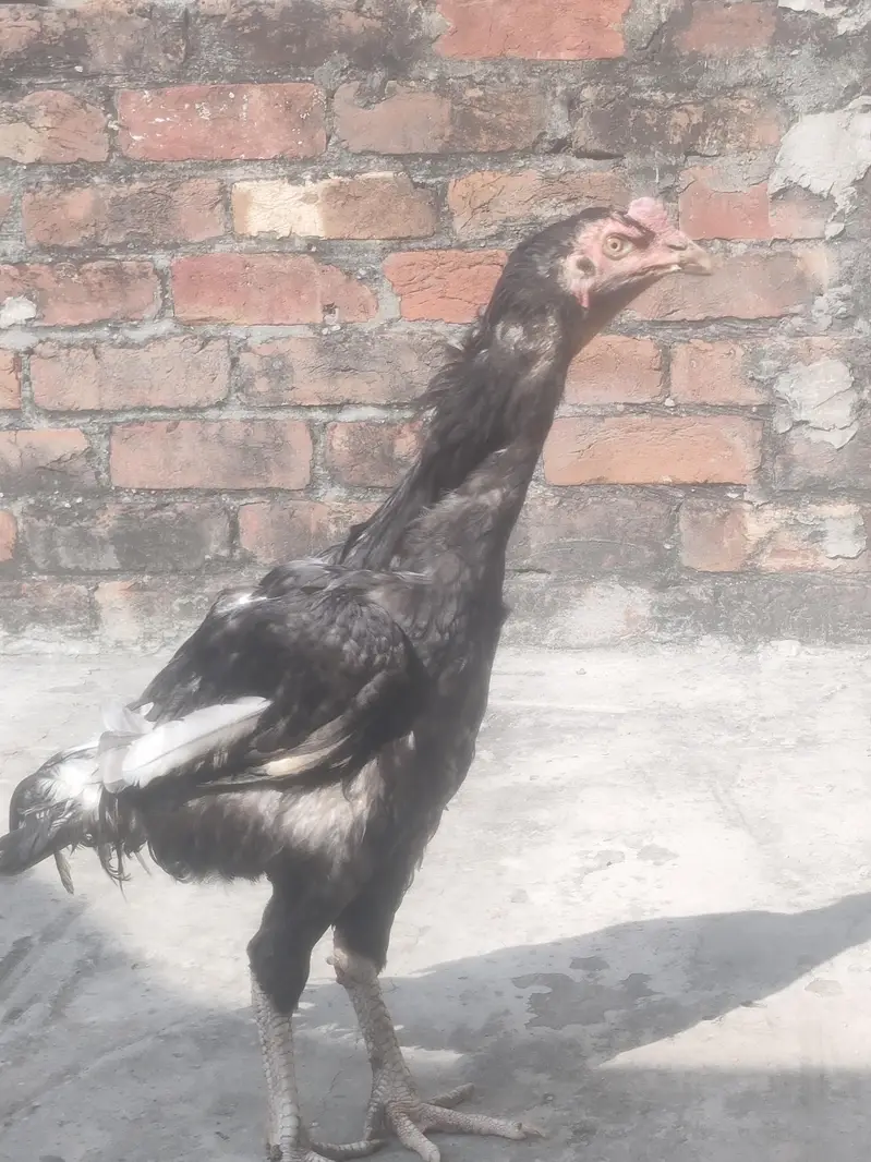 Pakistani aseel morga for sale — photo 2