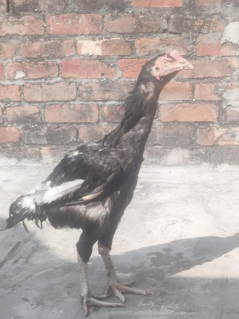 Pakistani aseel morga for sale — photo 3