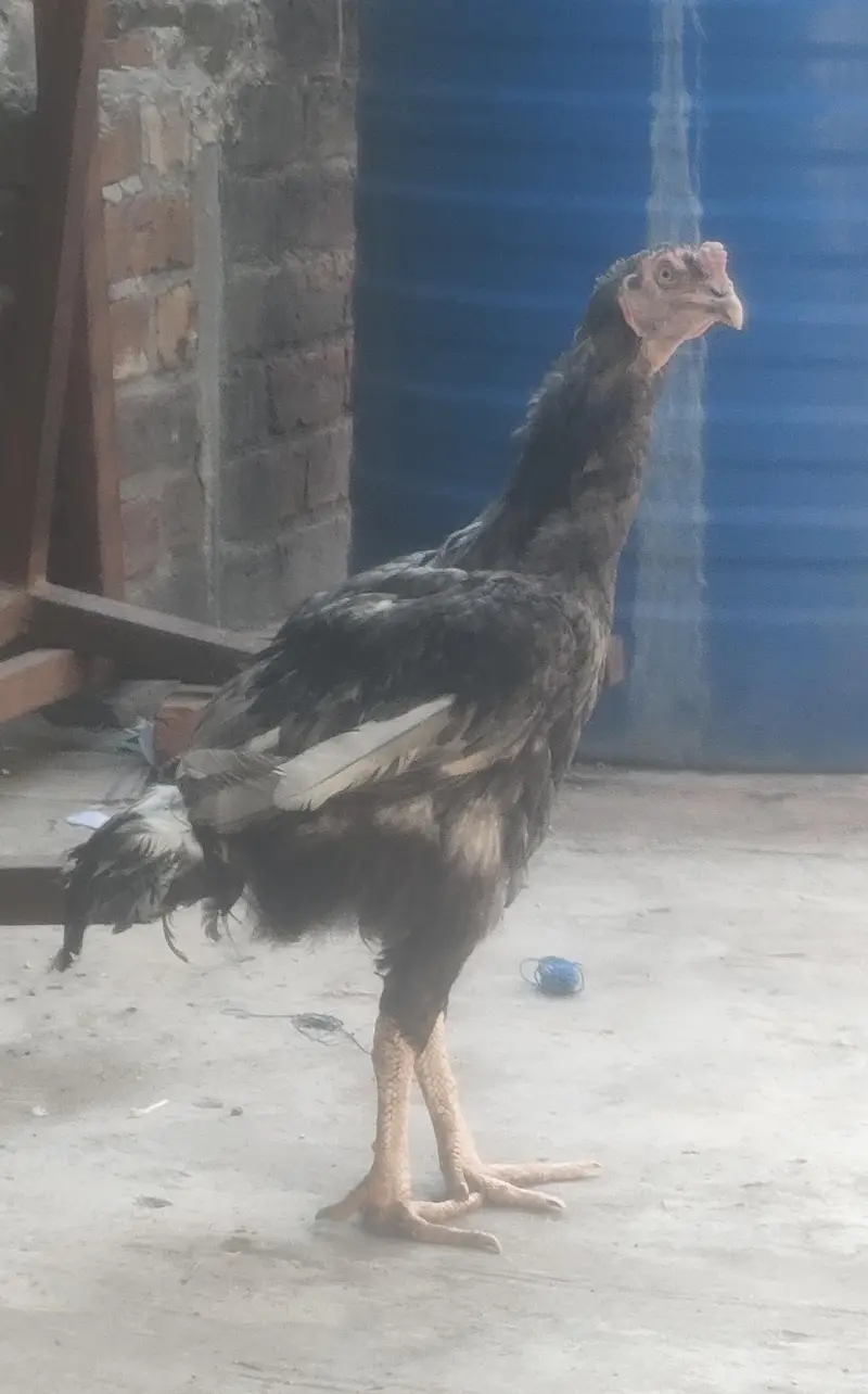 Pakistani aseel morga for sale — photo 4