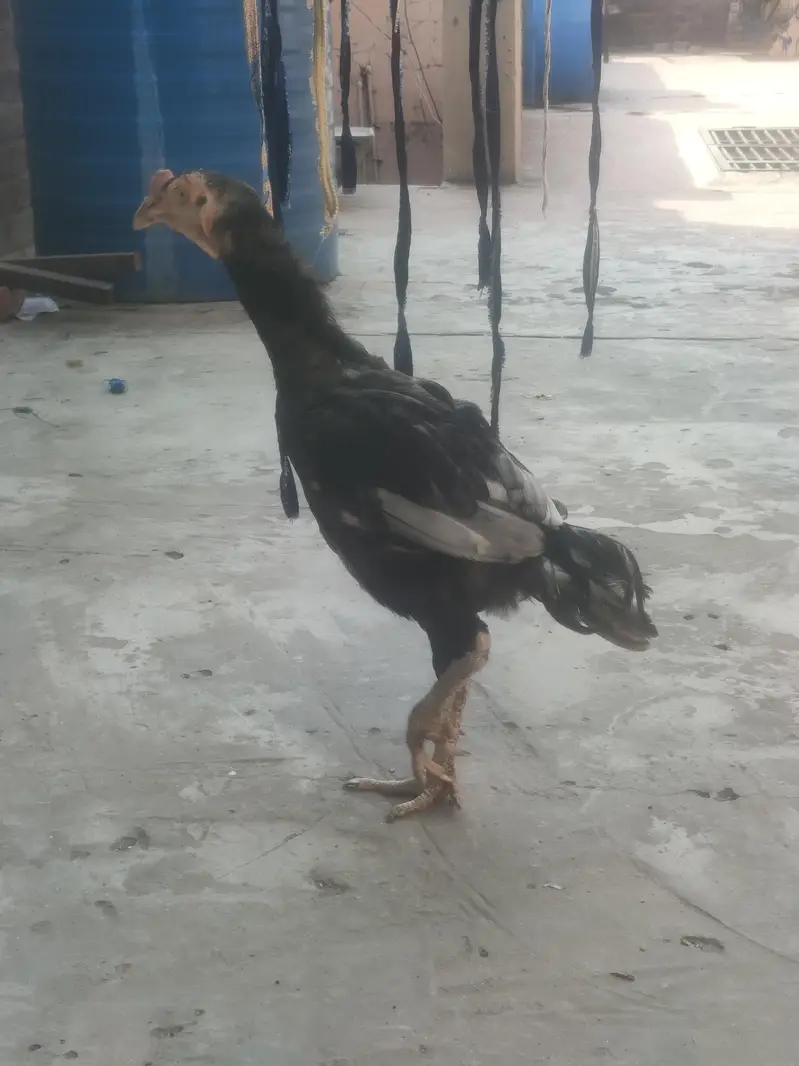 Pakistani aseel morga for sale — photo 5