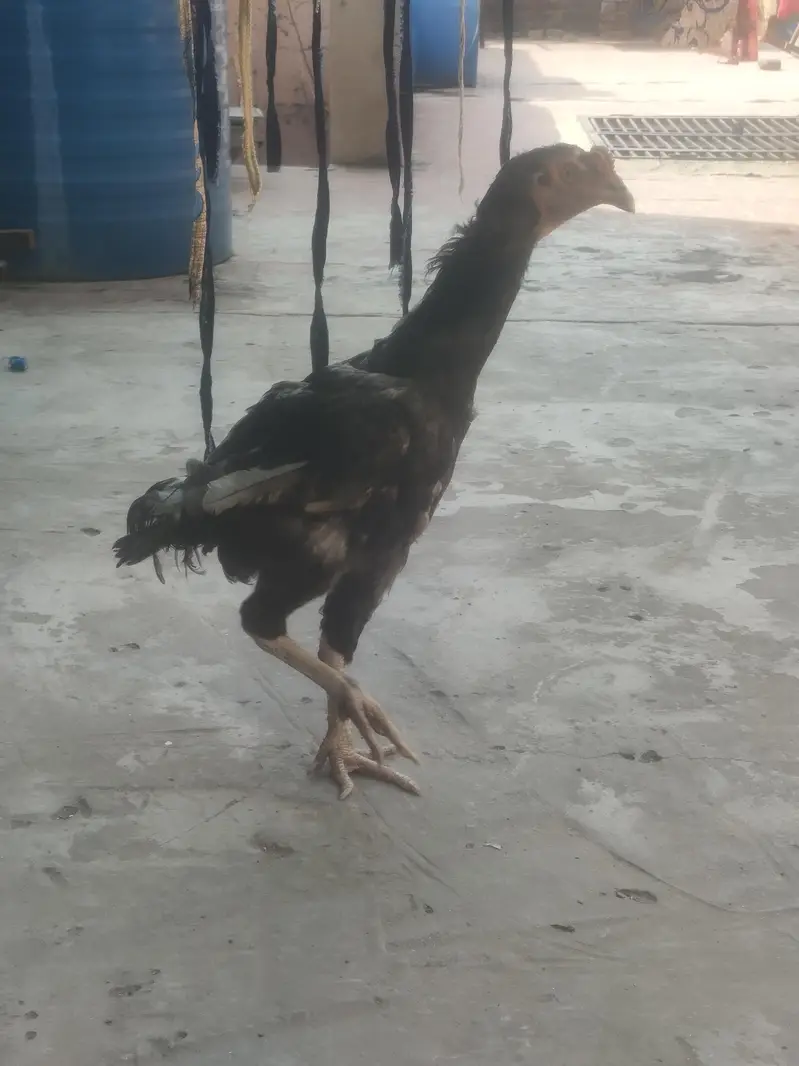 Pakistani aseel morga for sale — photo 6