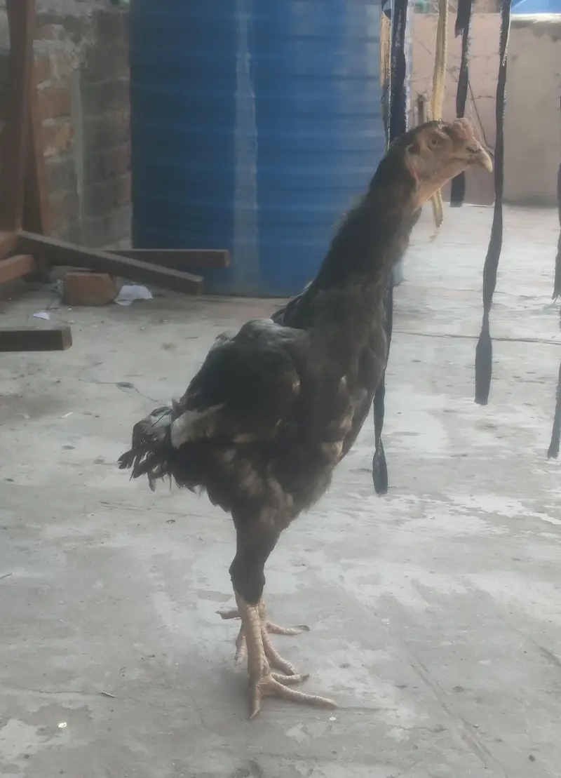 Pakistani aseel morga for sale — photo 7