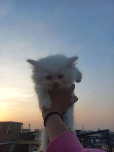 Persian Fluffy Kitten