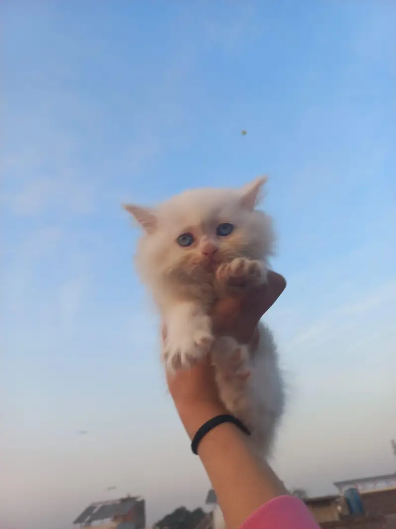 Persian Fluffy Kitten — photo 2