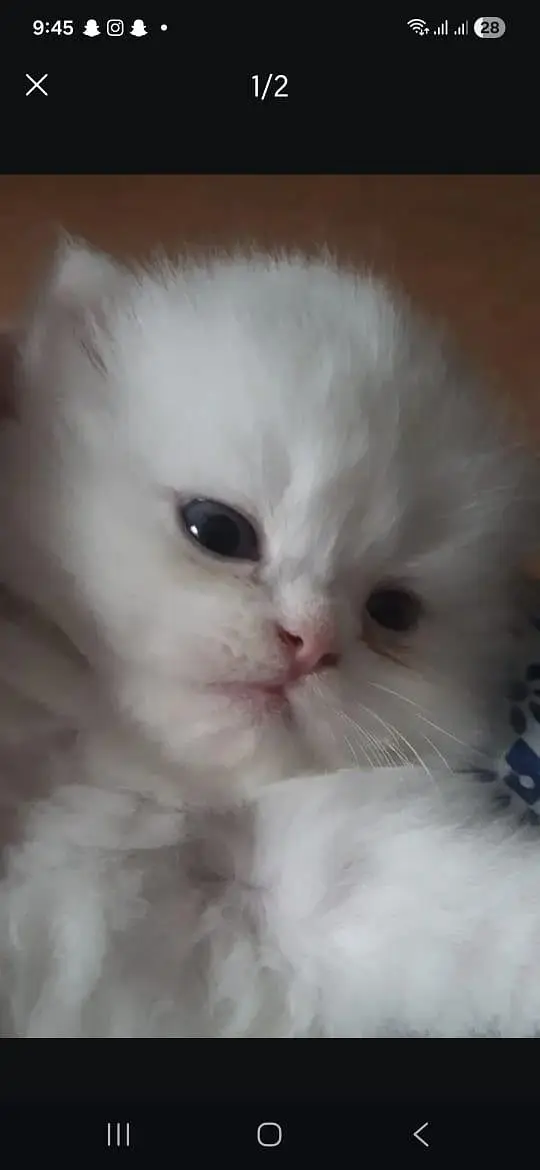 Persian Fluffy Kitten — photo 3