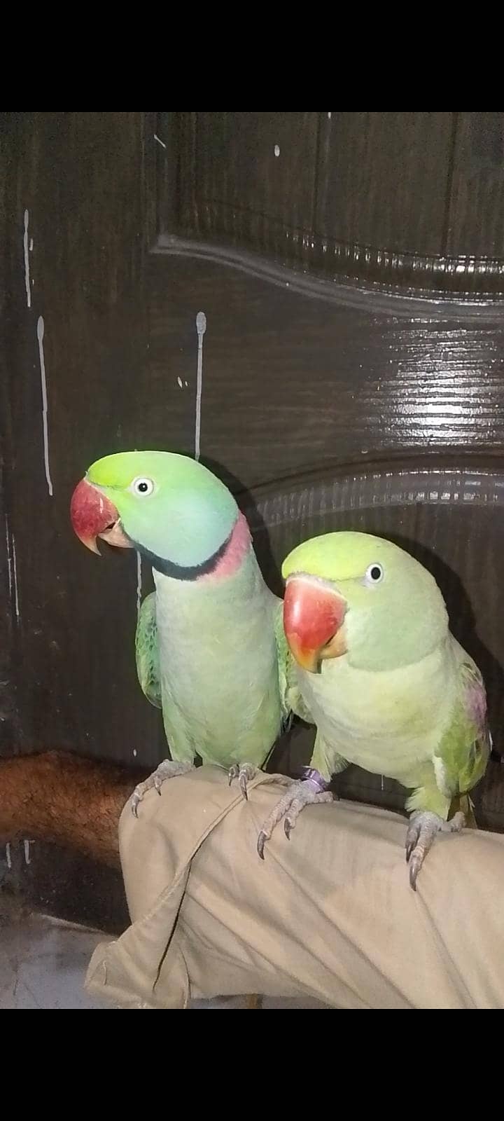 Raw parrot 0