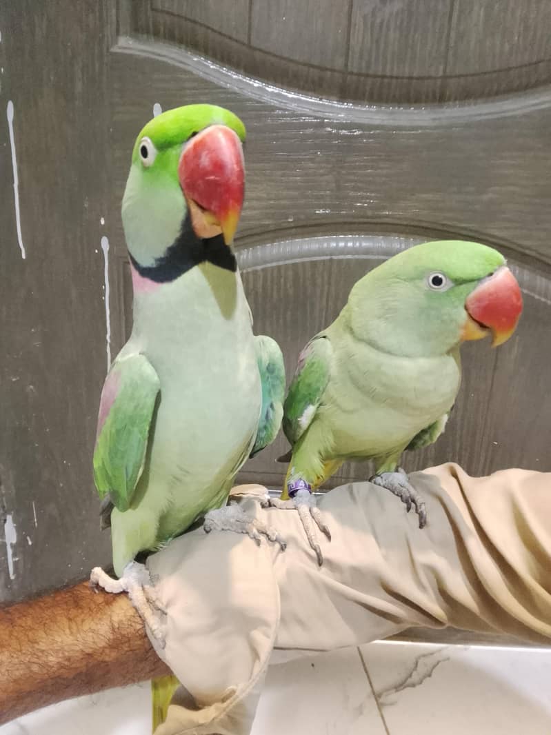Raw parrot 2