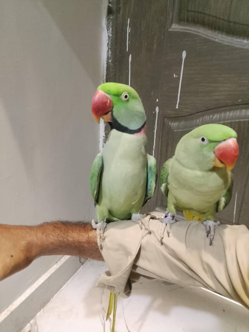 Raw parrot 3