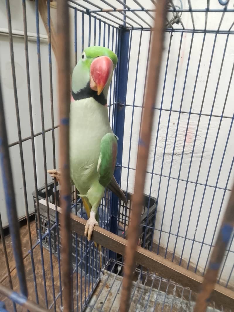 Raw parrot 4