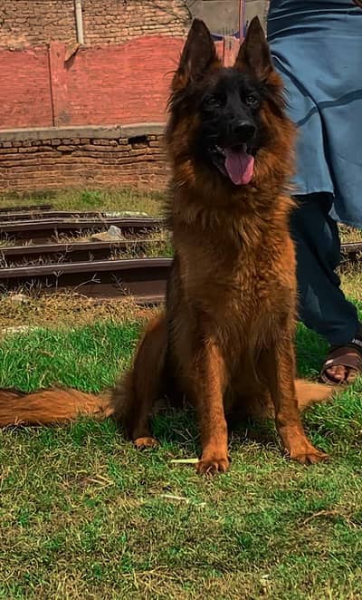 German shepherd proper long coat male 8 month available