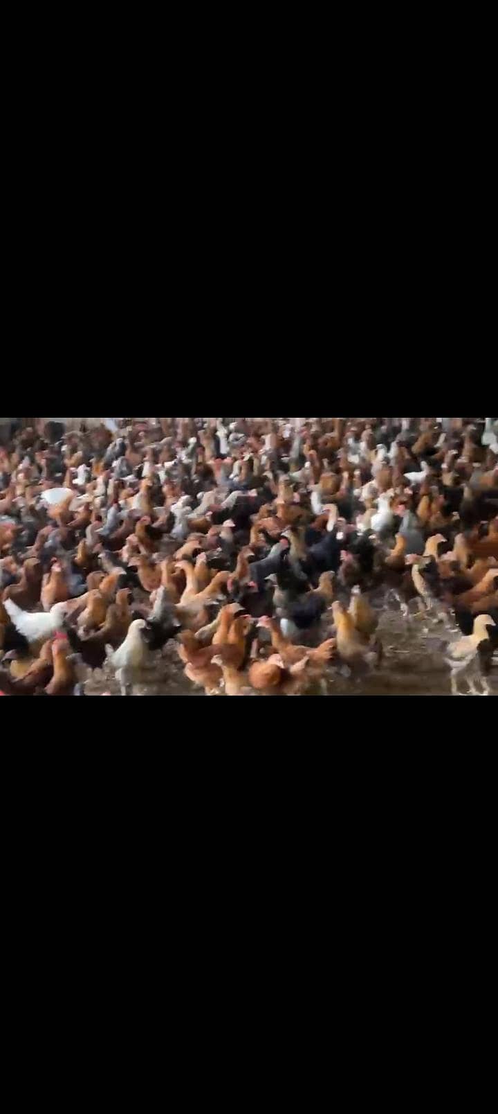 hens. 0