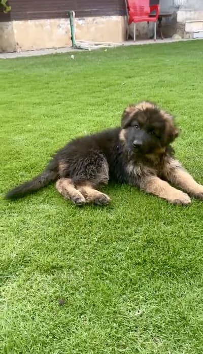 Gsd long coat females pup